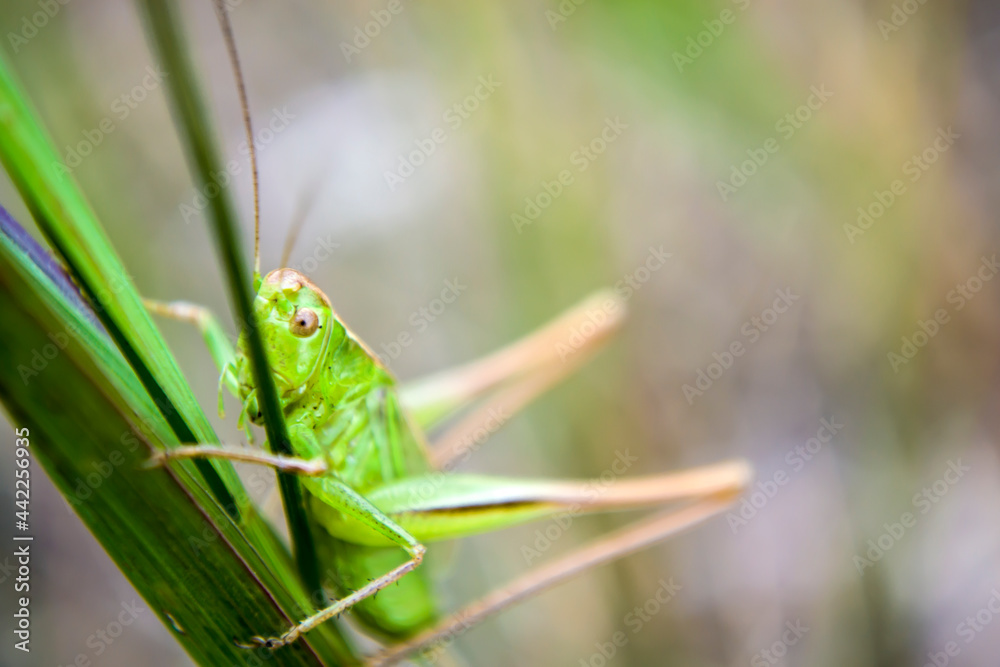 The green grasshopper in the grass in the forest summer in sunlight. Beautiful views of the grasshopper The green grasshopper in the grass in the forest summer in sunlight. Beautiful views of the grasshopper