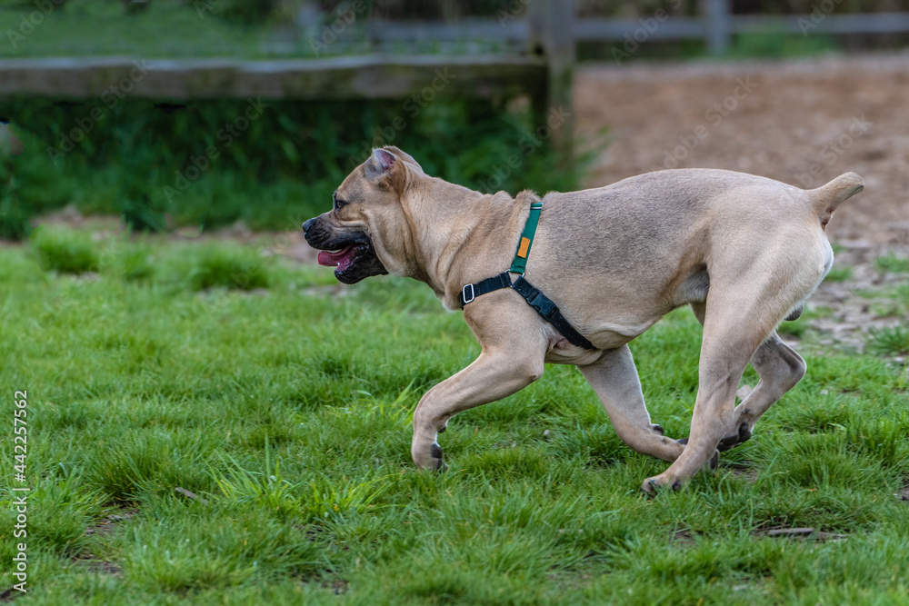 2021-06-28 A YOUNG CANE CORSO PUPPY RUNNING AT THE LOCAL DOG PARK