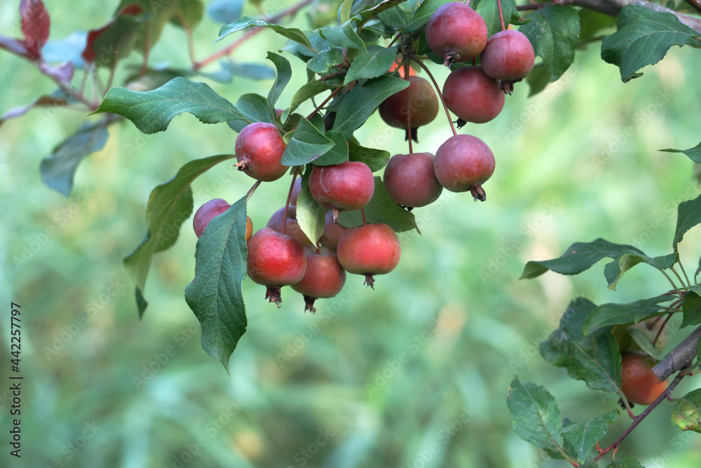 Glowing wild flowers with red fruits all over the branches Glowing wild flowers with red fruits all over the branches