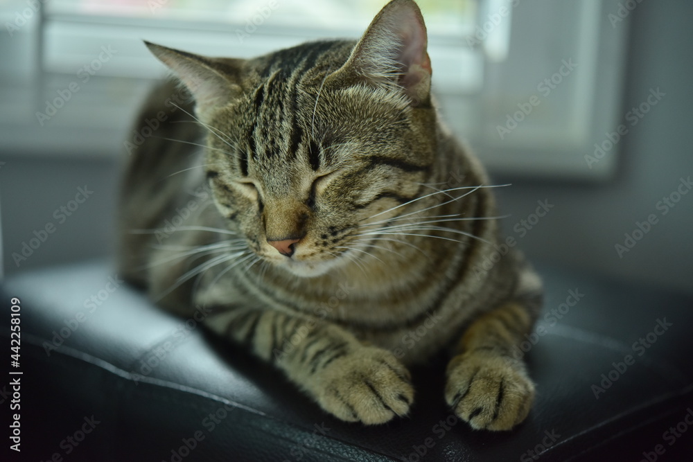 tabby cat sitting with eyes closed