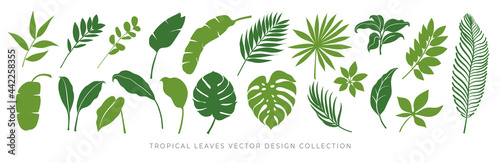 Tropical leaves vector set. Palm leaf, coconut leaf, banana leaves, monstera, fern, Botanical and Jungle leaves design for nature background, Eco and summer banner, wallpaper, pattern and prints.