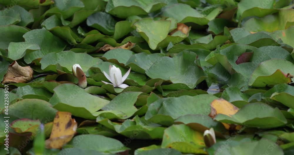 White flower blooming among the leaves of a floating water plant