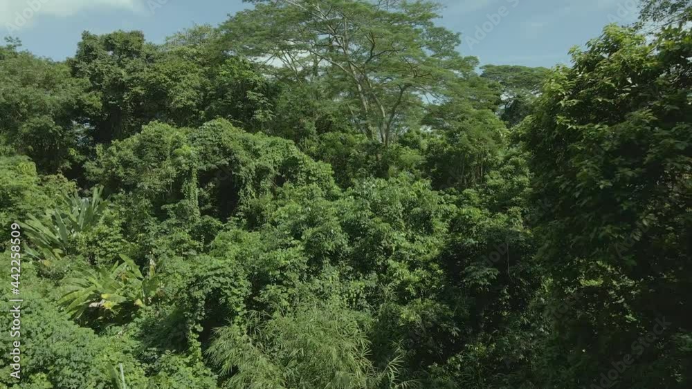 Dollying Shot In A Forest At Mid-Height In Slow Motion During Daytime - drone shot Dollying Shot In A Forest At Mid-Height In Slow Motion During Daytime - drone shot