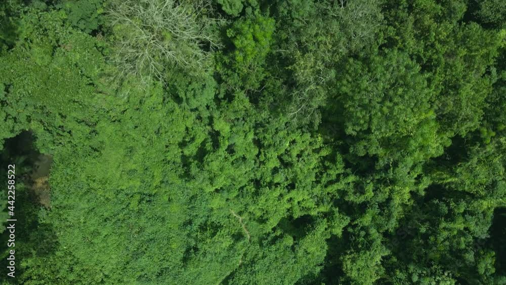 Bird's Eye View Of Jungle Tropical Forest - drone shot Bird's Eye View Of Jungle Tropical Forest - drone shot