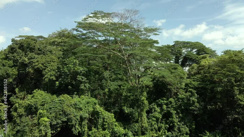 Summertime Tree Tops In Lush Forest Under Blue Sky. - Tilt-Down, Slow Motion Summertime Tree Tops In Lush Forest Under Blue Sky. - Tilt-Down, Slow Motion