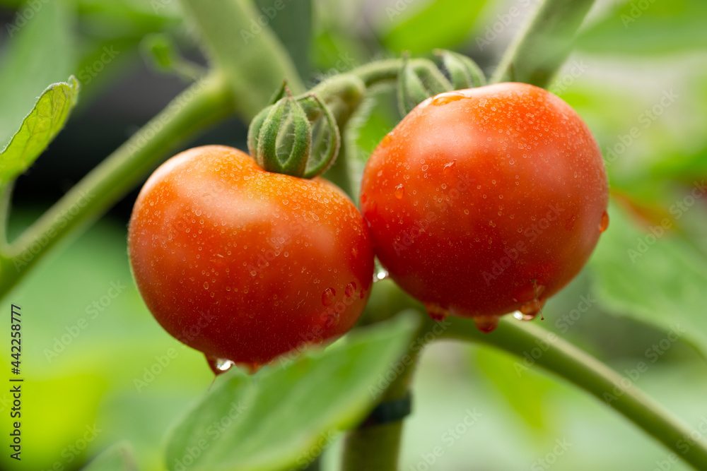 Obraz premium Fruit of tomato (Solanum lycopersicum) just before harvest in Japan