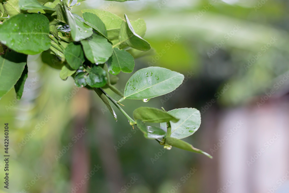green lemon tree leaves on blurry background green lemon tree leaves on blurry background