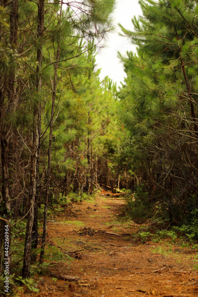 path in the woods path in the woods