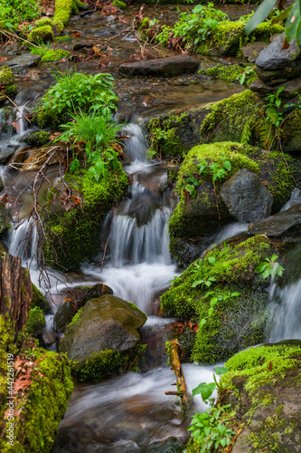 Spring in the Smokies