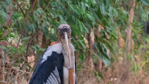 Greater Adjutant, Leptoptilos dubius, Buriram, Thailand; a portrait of an individual as the camera zooms into its face then it closes its eyes together during a windy day. photo