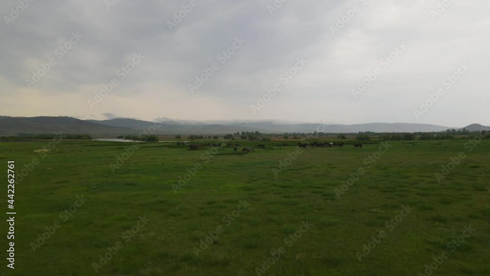 a herd of horses grazing in the steppe a herd of horses grazing in the steppe