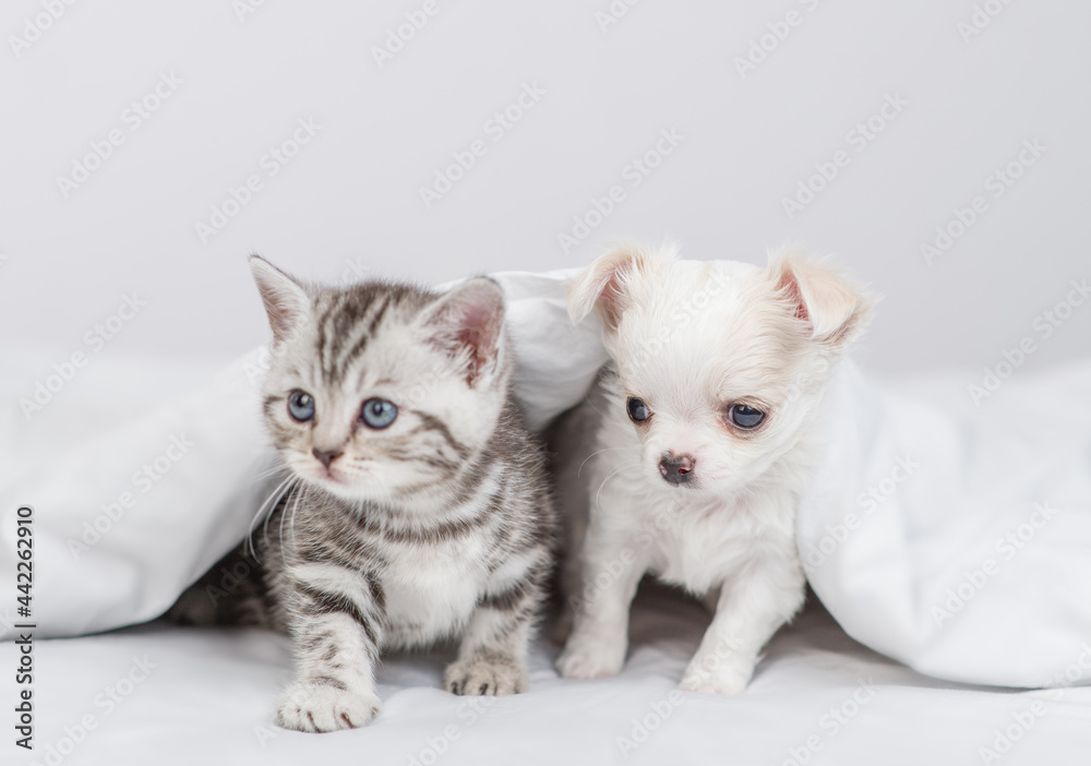 Tiny kitten and Chihuahua puppy sit together under white warm blanket on a bed at home