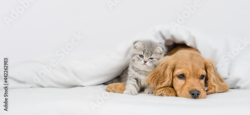 Cute kitten and English Cocker spaniel puppy lying together under warm blanket on a bed at home. Empty space for text