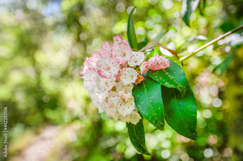 Pink and White Flowers With Bokeh