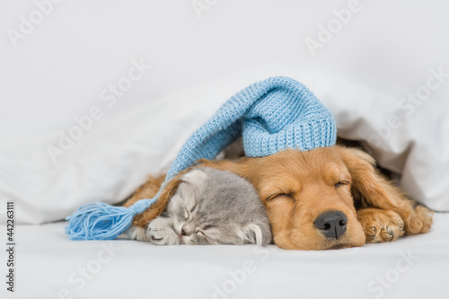 English Cocker spaniel puppy wearing warm hat and cute kitten sleep together under white warm blanket on a bed at home