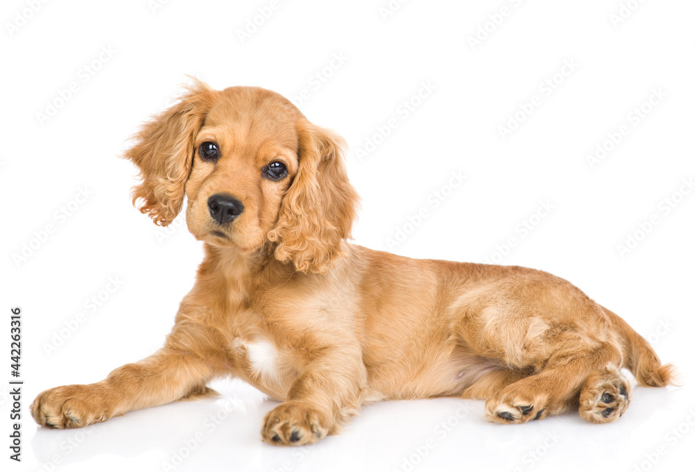 Portrait of a English cocker spaniel puppy lying in side view and tilting head. isolated on white background