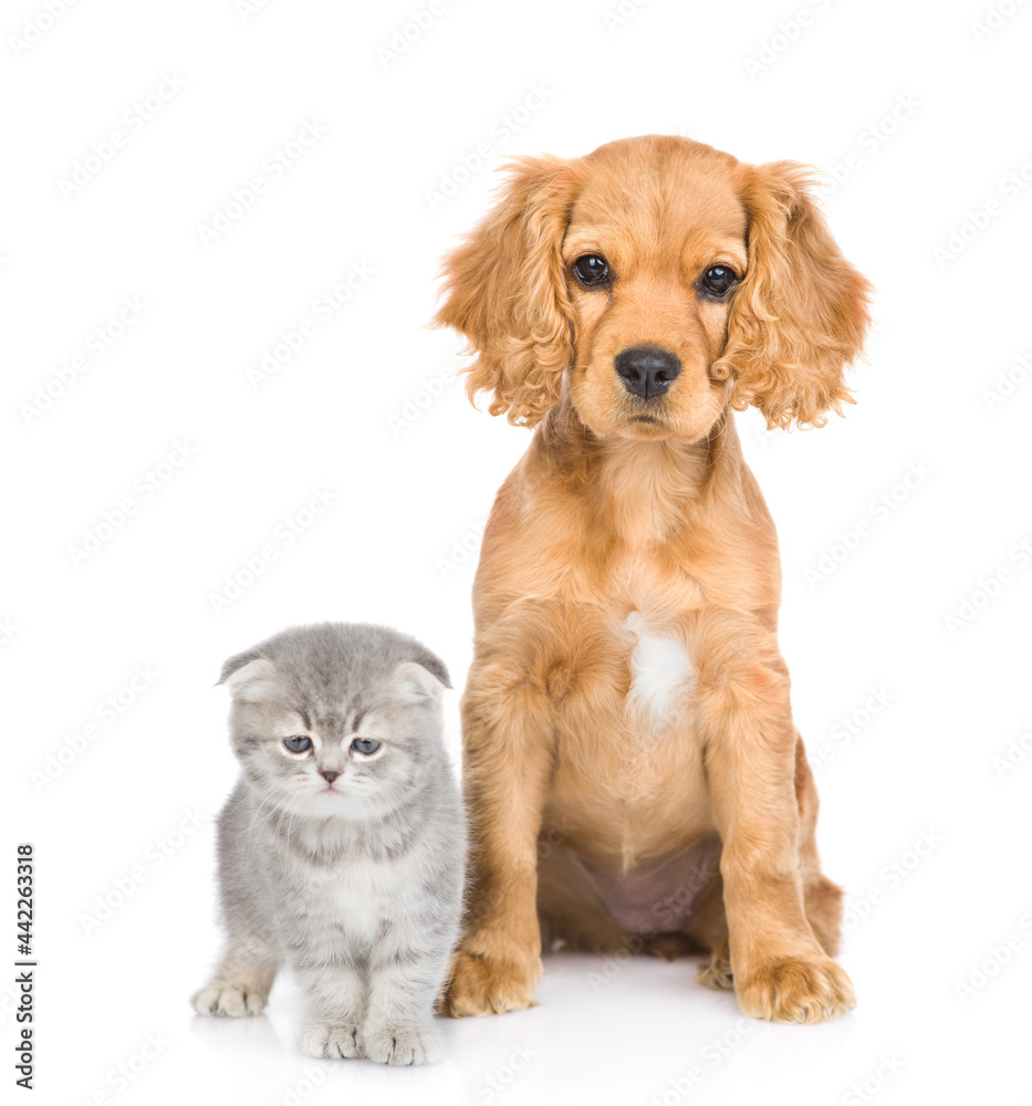English cocker spaniel puppy dog and kitten sit together in front view. isolated on white background