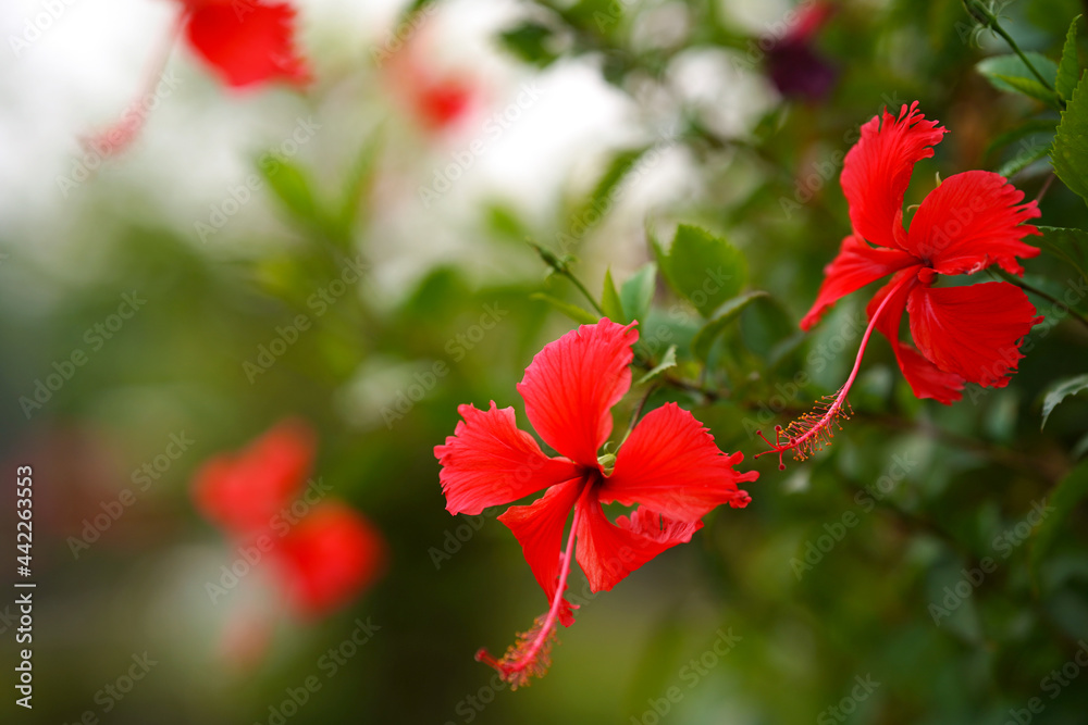 Shoe flower or Hibiscus, bright red with green leaf background, popular to bring to ear or hair.