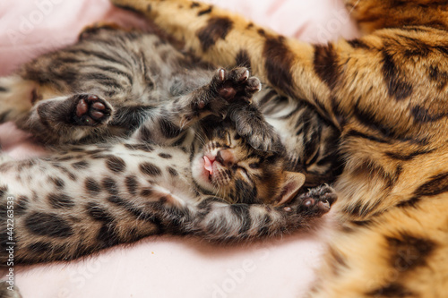 Bengal cat with her little kittens laying on the pillow