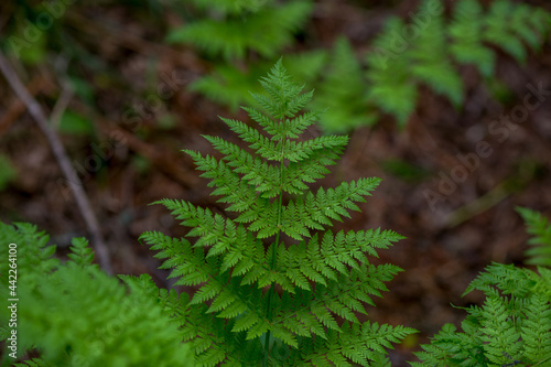 Green Leaf of a Far Eastern fern.