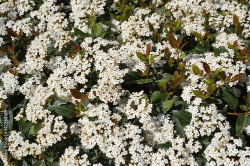 White flowers of Viburnum tinus blossoming photo