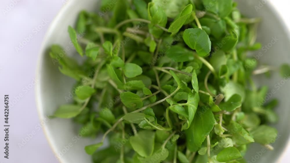 Watercress Rotating In Bowl. Macro 4k Shot Of Organic Plant Based Raw Vegan Food. Green Fresh Salad Recipes. Spinning Watercress On Plate. Healthy Vegetarian Foods. Watercress Rotating In Bowl. Macro 4k Shot Of Organic Plant Based Raw Vegan Food. Green Fresh Salad Recipes. Spinning Watercress On Plate. Healthy Vegetarian Foods.