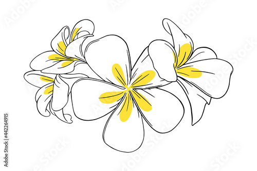 Frangipani or plumeria tropical flower for leis. Engraved frangipani with yellow petals isolated in white background. Outline vector illustration