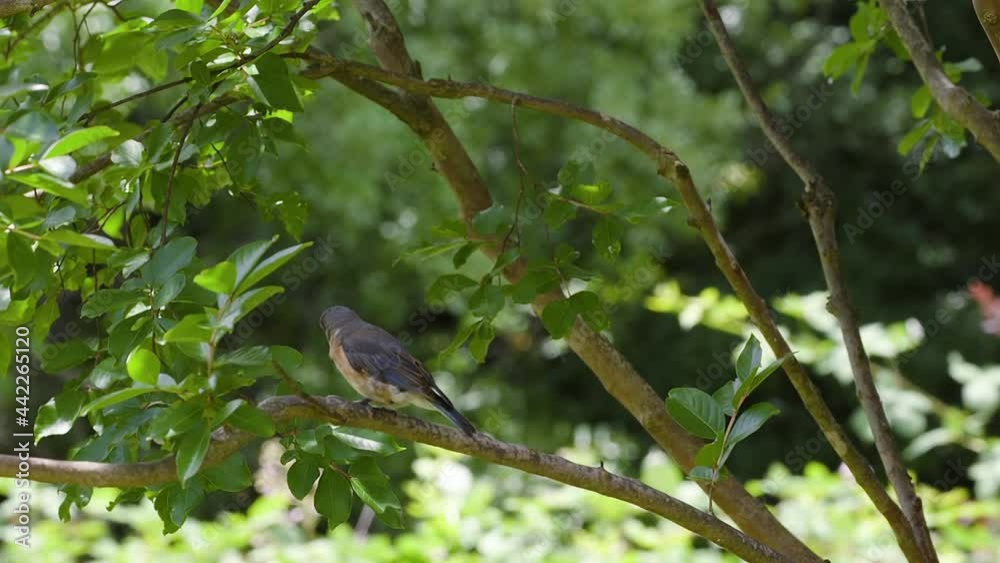 Eastern bluebird female sitting on a tree branch in early summer. Slow footage. Clip B. Eastern bluebird female sitting on a tree branch in early summer. Slow footage. Clip B.
