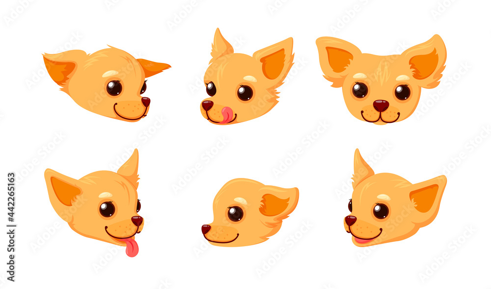 Fototapeta premium Chihuahua smiling face with tongue. Head of a puppy isolated in white background. Vector illustration in cute cartoon style