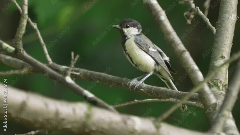 Wildlife Scene With Japanese Tit On Twigs Scratching Its Head. - Close Up Shot Wildlife Scene With Japanese Tit On Twigs Scratching Its Head. - Close Up Shot