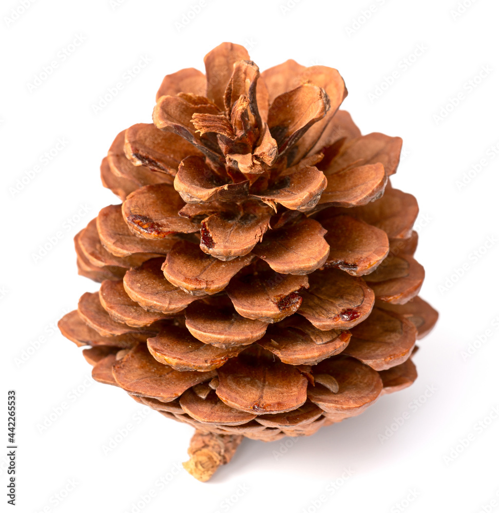 one dried pine cone isolated on white background one dried pine cone isolated on white background