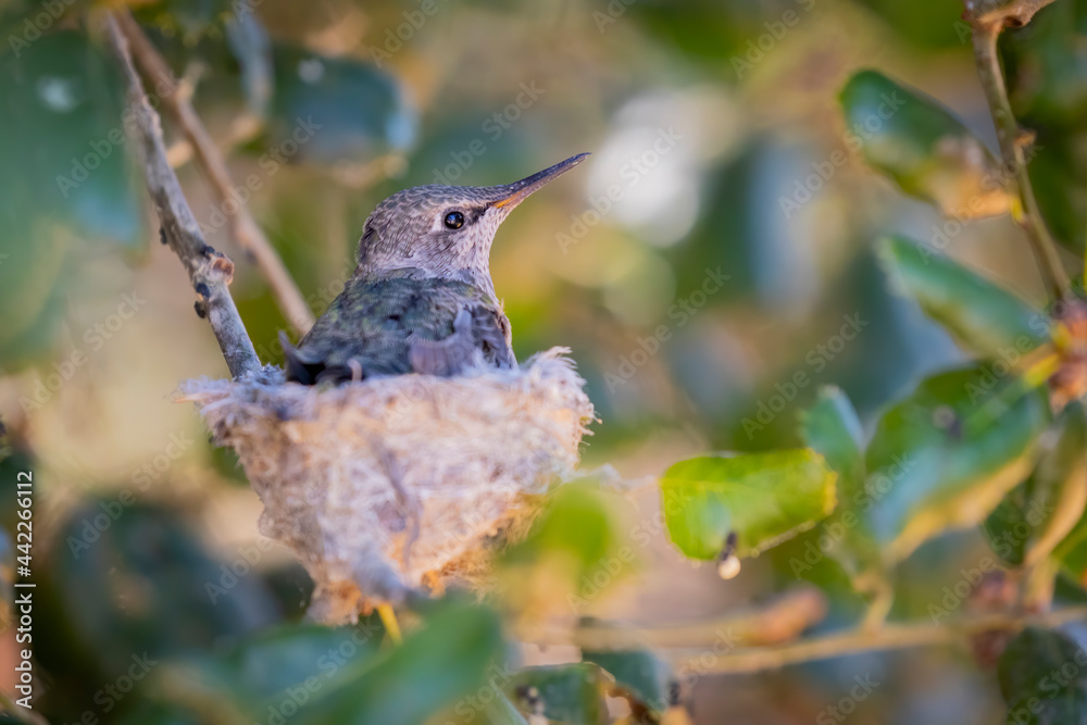 Obraz premium Bummingbird in the Nest