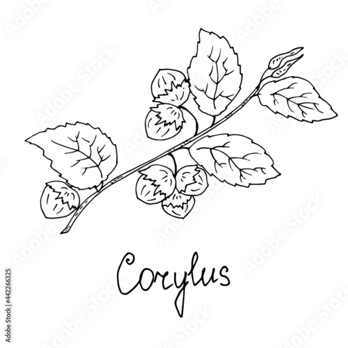 Hazelnuts on a branch. Vector illustration. Linear drawing of a medicinal plant.