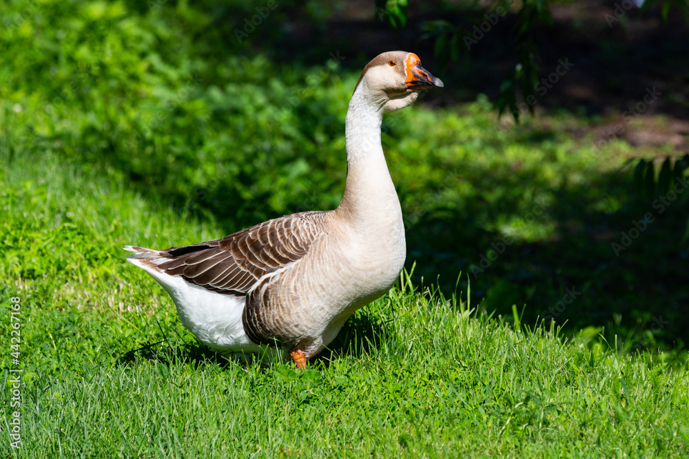 wonderful goose on free grazing wonderful goose on free grazing