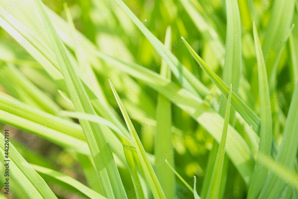 Grass close-up. Green juicy summer grass. Background. Sedge. Grass close-up. Green juicy summer grass. Background. Sedge.
