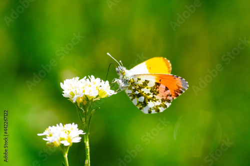 bright butterfly in the summer free