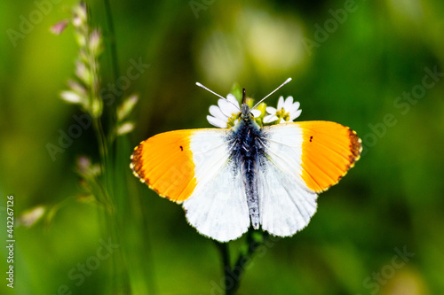 bright butterfly in the summer free © Veselomne