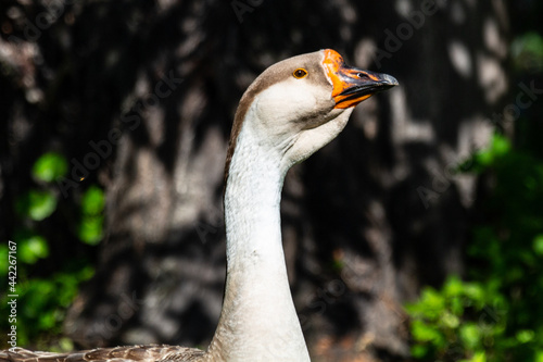 wonderful goose on free grazing