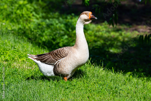 wonderful goose on free grazing
