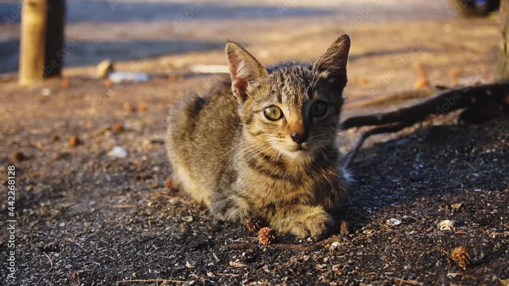 cute striped cat on the ground. sunlight on the cat's fur. cute striped cat on the ground. sunlight on the cat's fur.