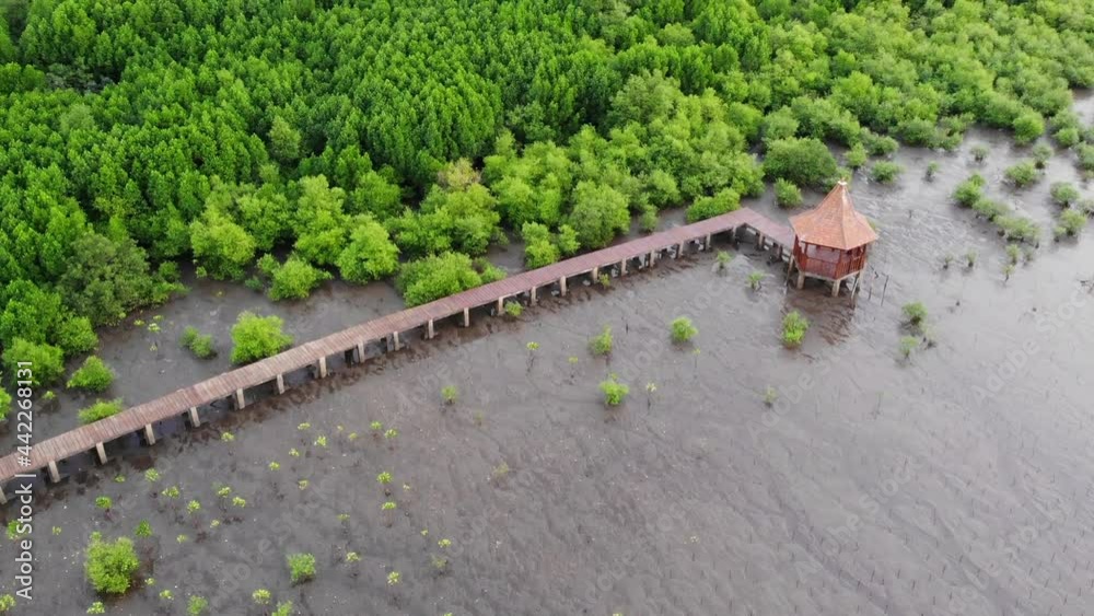 mangrove forest by the beach and the pier passes through the middle. bird view mangrove forest by the beach and the pier passes through the middle. bird view