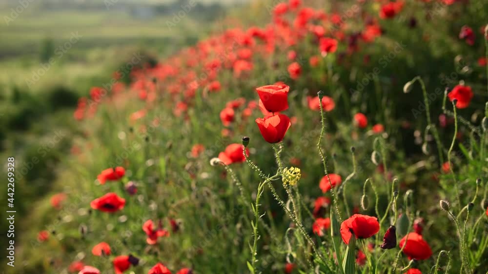 Field of poppies on a sunset Field of poppies on a sunset