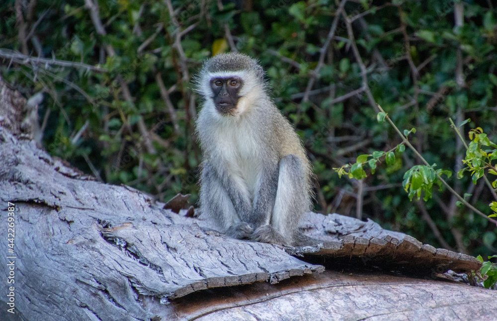 Monkey business - a vervet monkey isolated sitting on a fallen log