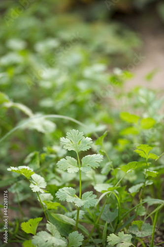 Grown coriander, fresh coriander in the vegetable field