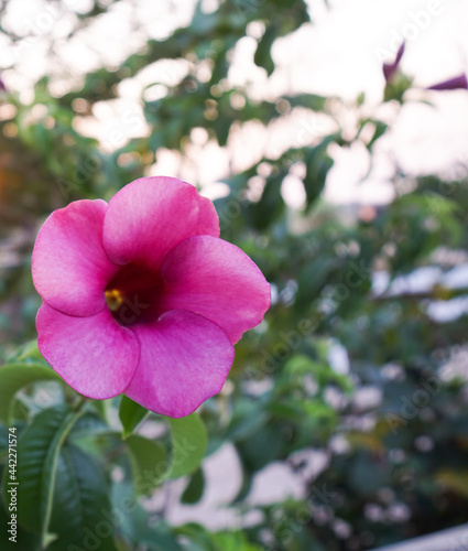 Beautiful purple flower of, Allamanda blanchetii.