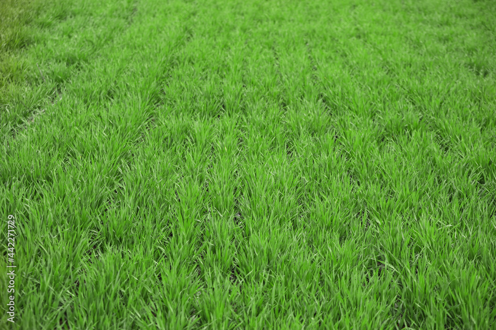 Green green grass on spring day Green green grass on spring day