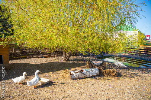 Farm animals and birds in a private contact zoo Vovkin dvor or Vova's yard in Kemerovo, Siberia, Russia photo