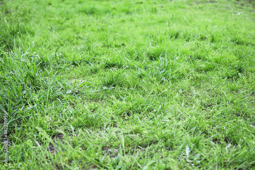 Fresh green grass on lawn
