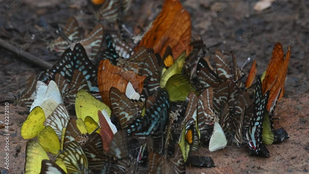 Butterflies Assorted and Colorful, kaleidoscope of butterflies huddling ...