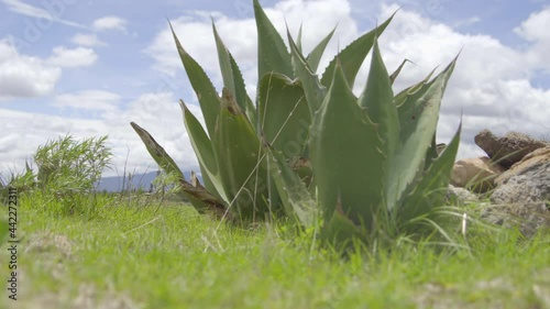 Agave species with sharp edge teeth in Mexico. Cloudy sky with an agave in the foreground photo